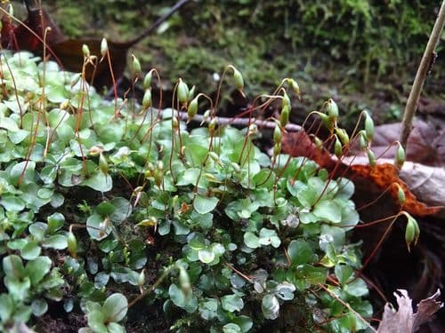 Dotted Thyme-moss — photo 1