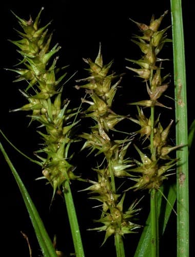 smooth-sheathed sedge — photo 1