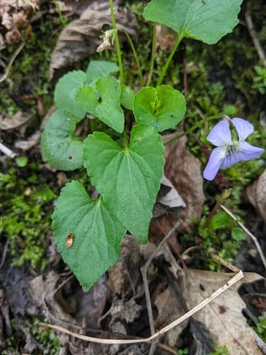 Le Conte's Violet — photo 1