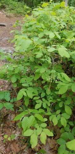 dangleberry — photo 1