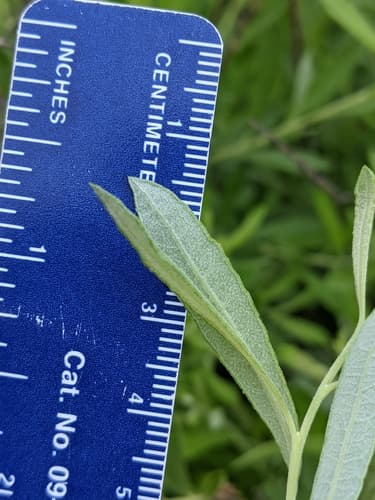 Prairie Willow — photo 1