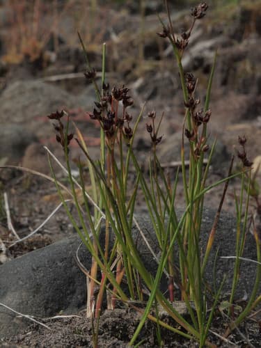 Jointed rush — photo 1