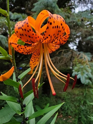 tiger lily — photo 1