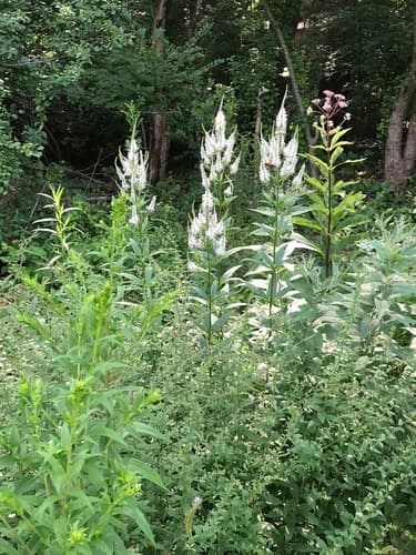 Culver's root — photo 1