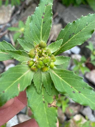 green poinsettia — photo 1