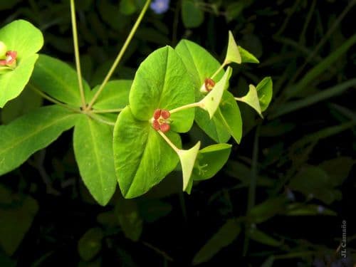 Sweet Spurge — photo 1