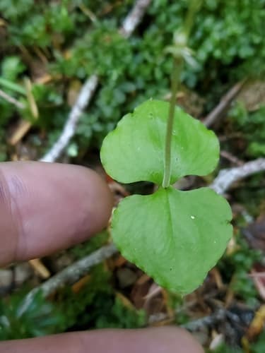 Heartleaf Twayblade — photo 1