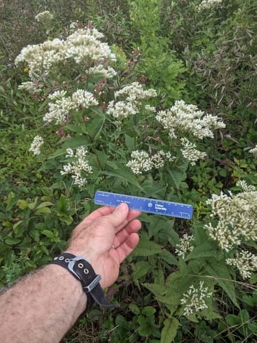 upland boneset — photo 1