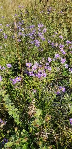 purple wood aster — photo 1