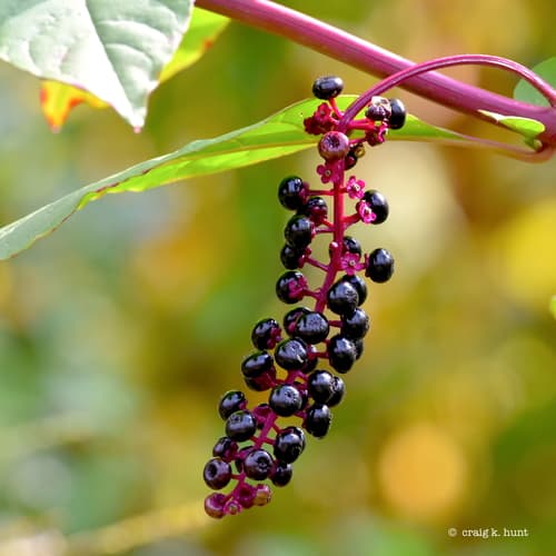 American pokeweed — photo 1