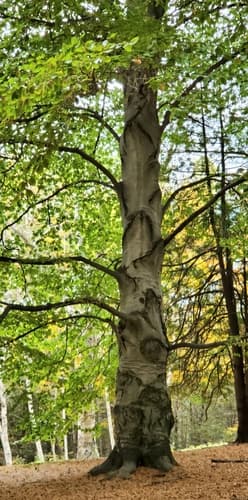 American beech
