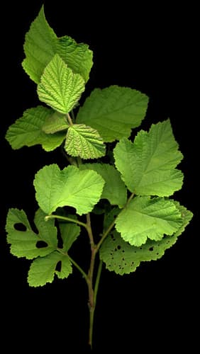 European dewberry — photo 1