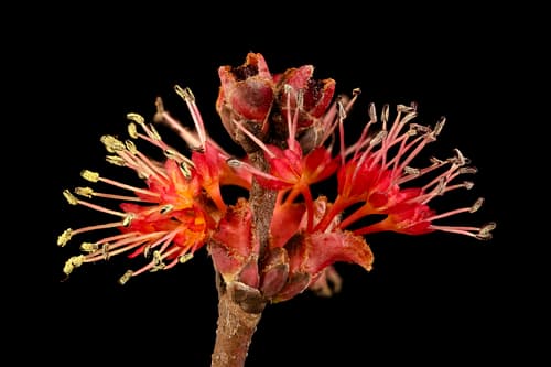 red maple — photo 1