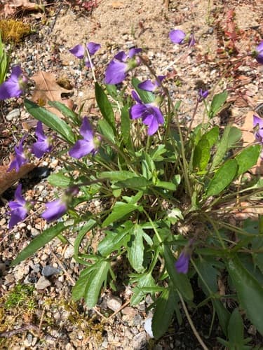 Britton's Coast Violet — photo 1