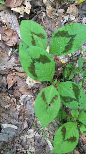 Asian jumpseed — photo 1