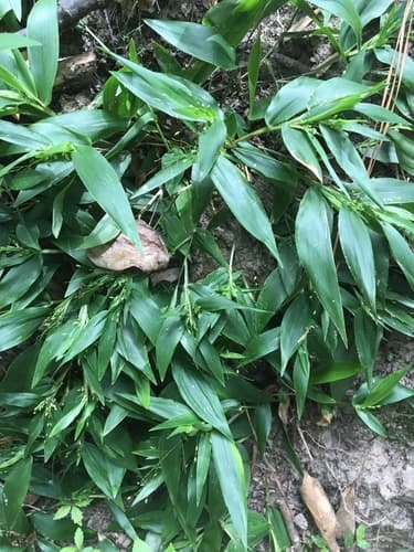 variable witchgrass — photo 1