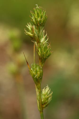 swarthy sedge — photo 1