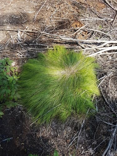 New England sedge — photo 1