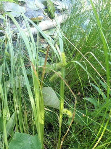 bristly sedge — photo 1