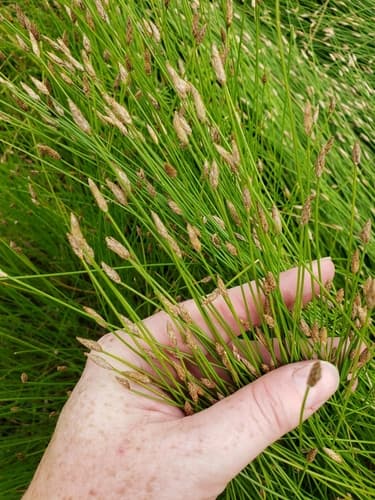 Bald Spikerush — photo 1