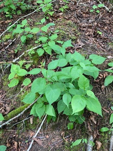 broad-leaved goldenrod — photo 1