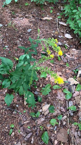 cut-leaf goldenrod — photo 1
