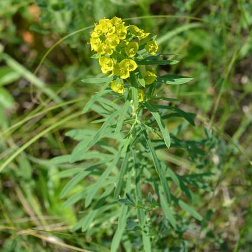 leafy spurge — photo 1