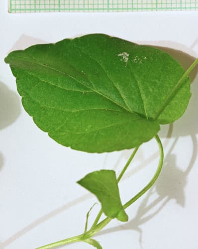 hookedspur violet — photo 1