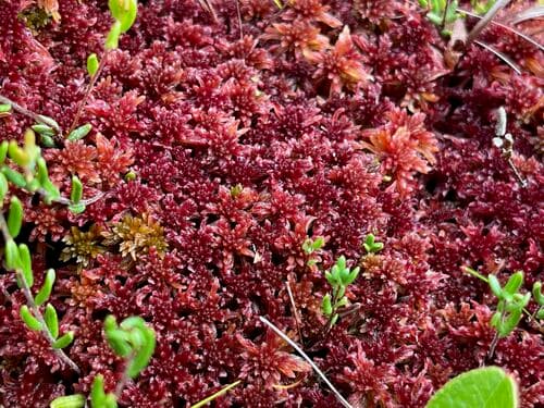 Bartlett's Peatmoss — photo 1