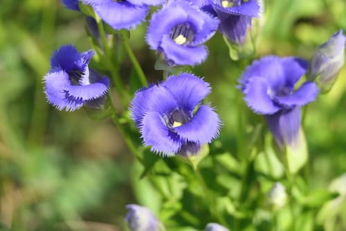 greater fringed gentian — photo 1
