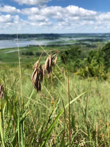 Prairie Brome — photo 1