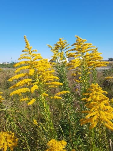 tall goldenrod — photo 1