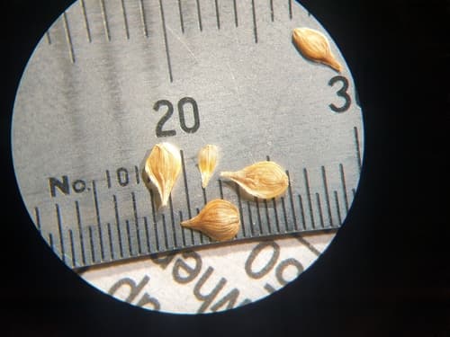 Troublesome Sedge — photo 1