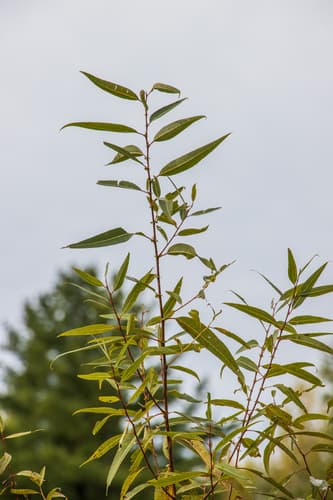 peachleaf willow — photo 1