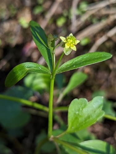 small-flowered buttercup — photo 1