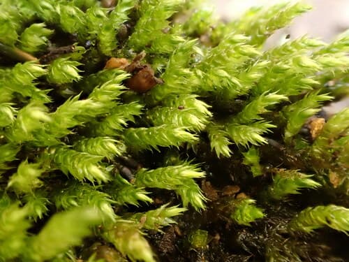 Rusty Ragged Moss — photo 1