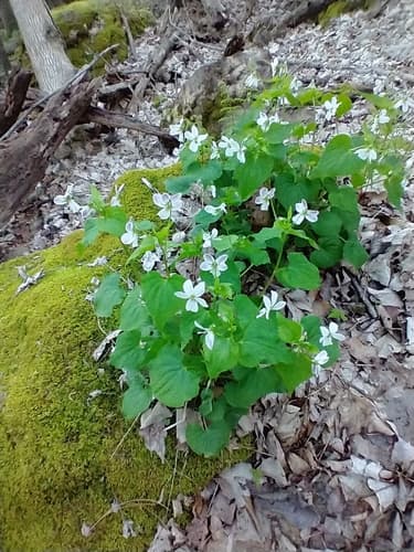 Canada Violet — photo 1