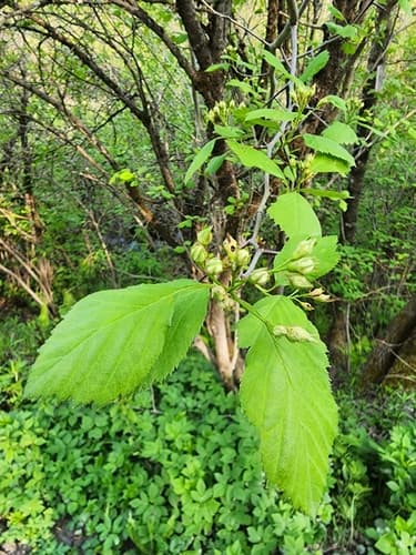 Brainerd's Hawthorn — photo 1