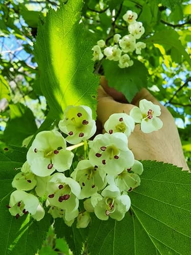 Crataegus aquilonaris — photo 1