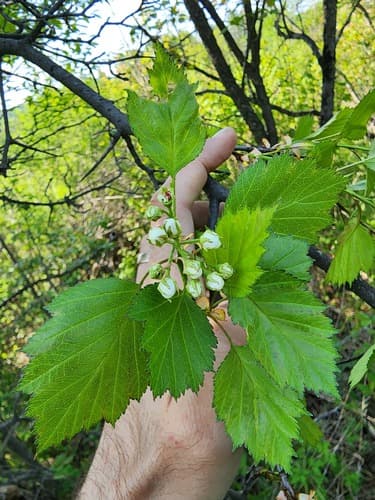 fireberry hawthorn — photo 1