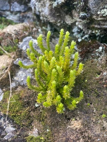 Appalachian clubmoss — photo 1