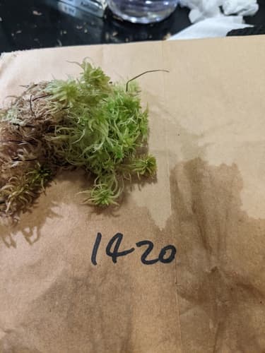 Angerman's sphagnum — photo 1