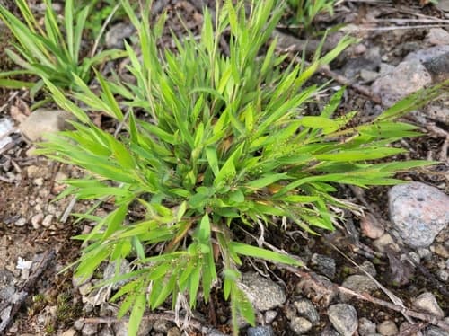 hairy rosette-panicgrass — photo 1