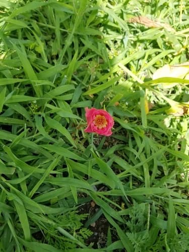 moss rose — photo 1