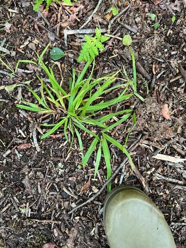 thicket sedge — photo 1