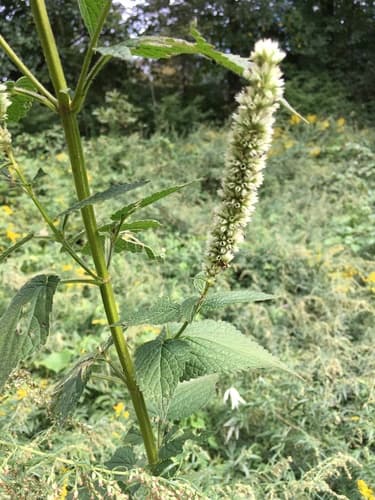 purple giant hyssop — photo 1
