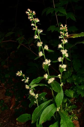 silverrod — photo 1