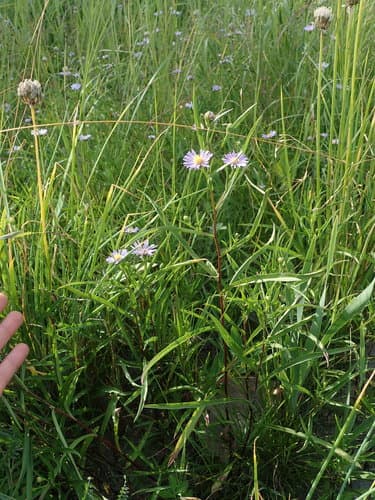 Anticosti aster — photo 1