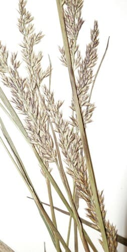 Pickering's Reed Bentgrass — photo 1