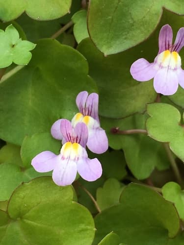 Ivy-leaved toadflax — photo 1